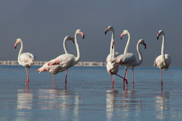 African wild birds. A flock of great flamingos on the blue lagoon against the bright sky