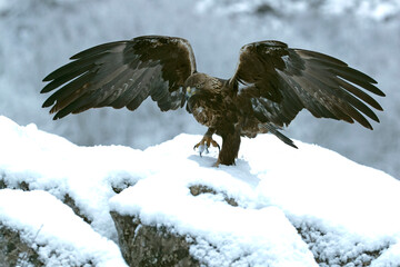 Golden eagle male in a high mountain area with lots of snow with the first light of a very cold January morning