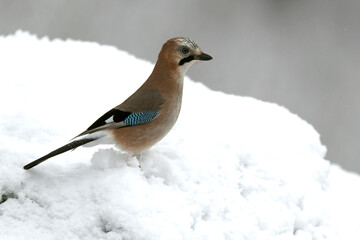 Jay in a high mountain area with lots of snow on a cold January day