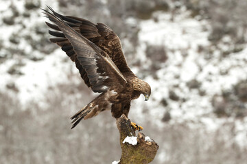 Golden eagle male in a high mountain area with lots of snow with the first light of a very cold January morning
