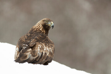 Adult male Golden Eagle in a high mountain area on a snowy and cold winter day with the morning lights