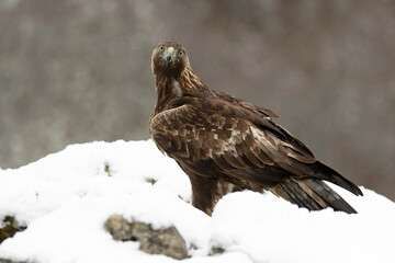 Golden Eagle in its high mountain territory on a very cold winter day with a heavy snowfall at first light in the morning
