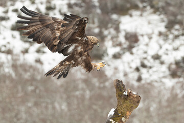 Adult male Golden Eagle in a high mountain area on a snowy and cold winter day with the morning lights