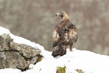 Adult male Golden Eagle in a high mountain area on a snowy and cold winter day with the morning lights
