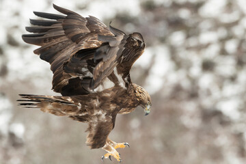 Adult male Golden Eagle in a high mountain area on a snowy and cold winter day with the morning lights