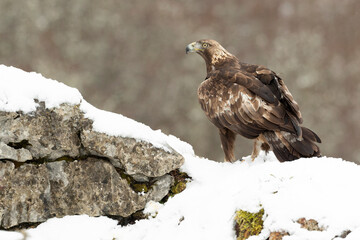 Golden eagle male in a high mountain area with lots of snow with the first light of a very cold January morning