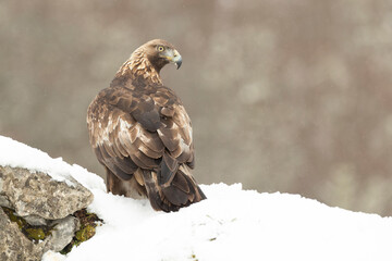 Adult male Golden Eagle in a high mountain area on a snowy and cold winter day with the morning lights