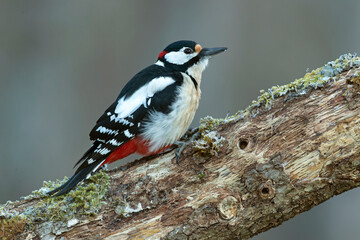 Great spotted woodpecker in a Eurasian beech and oak forest in the light of a cold winter evening