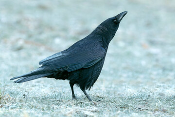 Carrion crow in a snowy mountainous area at first light on a very cold January morning