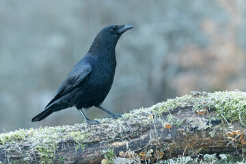 Carrion crow in a snowy mountainous area at first light on a very cold January morning