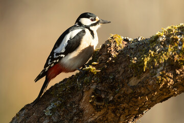 Great spotted woodpecker in a Eurasian beech and oak forest in the light of a cold winter evening