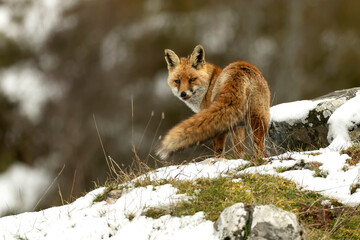 Red fox roaming its territory in a high mountain area with lots of snow on a cold January day