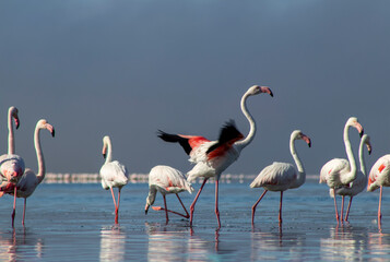 African wild birds. A flock of great flamingos on the blue lagoon against the bright sky