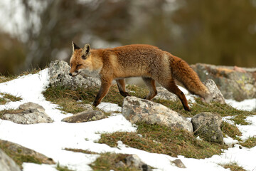 Red fox roaming its territory in a high mountain area with lots of snow on a cold January day