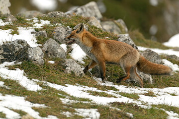 Red fox roaming its territory in a high mountain area with lots of snow on a cold January day