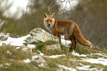 Red fox roaming its territory in a high mountain area with lots of snow on a cold January day