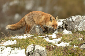 Red fox roaming its territory in a high mountain area with lots of snow on a cold January day