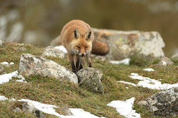 Red fox in a high mountain area on a very snowy day with the last light of a cold winter day