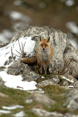 Red fox in a high mountain area on a very snowy day with the last light of a cold winter day