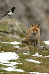 Red fox in a high mountain area on a very snowy day with the last light of a cold winter day
