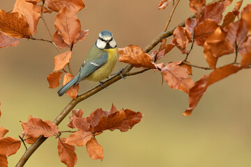 Blue tit in a beech and oak forest with the last light of a winter day