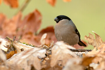 Obraz premium Female Eurasian bullfinch in an Atlantic oak and beech forest with the soft light of a cloudy winter day
