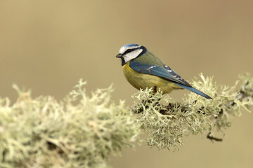 Blue tit in the morning light in a Eurosiberian beech and oak forest on a cold January day