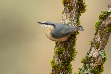 Eurasian nuthatch in an Atlantic oak and beech forest in the cold light of a January day