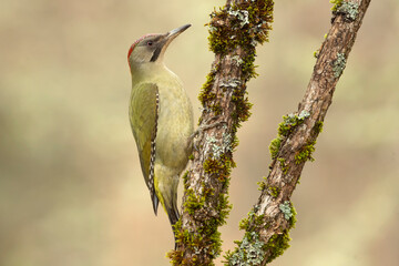 Female Green Woodpecker in a Eurosiberian forest in winter at first light