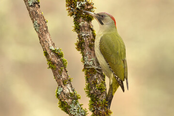 Female Green Woodpecker in a beech and oak forest in the last light of a winter day