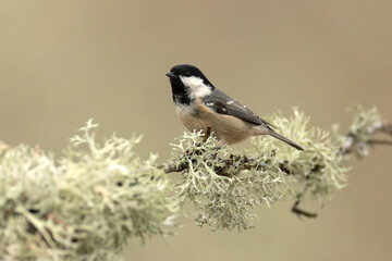 Coal tit in the last light of the evening in a Eurosiberian forest of beech, oak and fir trees