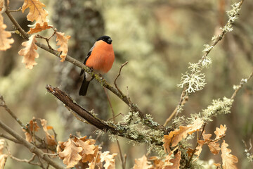 Male Eurasian bullfinch in an Atlantic beech and oak forest on a cold January day in the last light of the evening