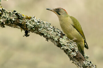 Female Green Woodpecker in a Eurosiberian forest in winter at first light