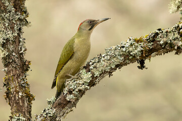 Female Green Woodpecker in a beech and oak forest in the last light of a winter day