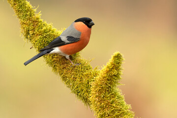 Male Eurasian bullfinch in a Eurosiberian beech and oak forest in the last light of a winter day