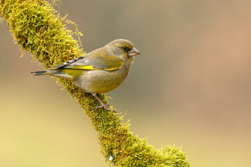 Male European greenfinch in the early morning light in an oak and beech forest in late autumn