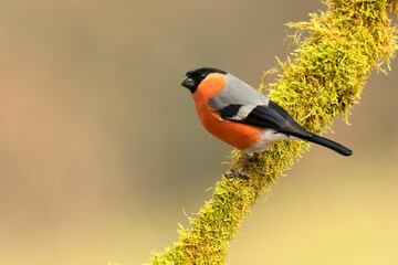 Male Eurasian bullfinch in a Eurosiberian beech and oak forest in the last light of a winter day