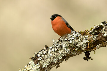 Male Eurasian bullfinch in an Atlantic beech and oak forest on a cold January day in the last light...
