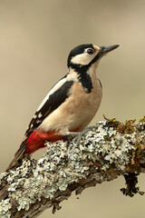 Male Great spotted woodpecker searching for food in an oak tree in a Eurosiberian forest in winter at first light