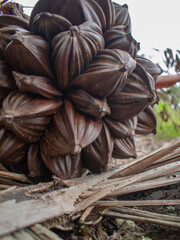 Nipah fruit is native to coastal forests with a sweet and fresh taste