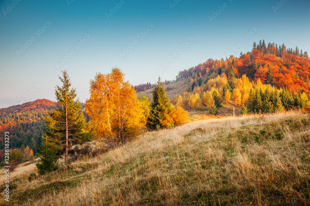 Aufkleber magnificent view the multicolored autumn forest in the soft light of the sun. carpathian mountains, 