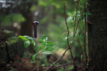 紫色の食虫植物