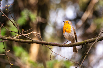 European robin - Rudzik ptak - Erithacus rubecula - Robin Perched on a Tree Branch in Winter