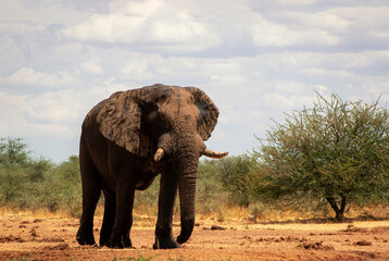 Obraz premium Close up of the African Bush Elephant in the grassland on a sunny day.