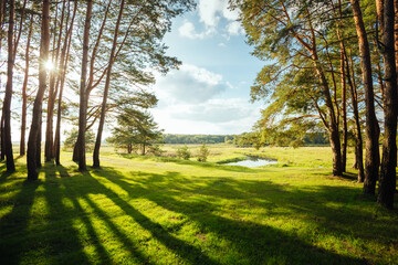 The sun's rays break through the trunks of pine trees onto the green forest floor.
