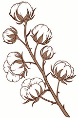 Elegant lines and soft shapes: vector image of cotton flowers for your project
