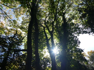 Obraz premium Sunlight Filtering Through Trees