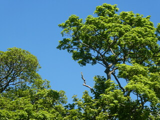 Lush Green Trees Against Blue Sky
