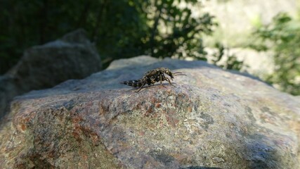 Insect on Stone Surface