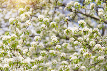 Apple tree in a blooming park. Blooming branches of an apple tree with white flowers, background of spring nature